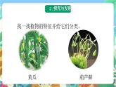 青岛版科学六年级下册2.6《给植物分类》课件+教案+练习（含答案）+素材