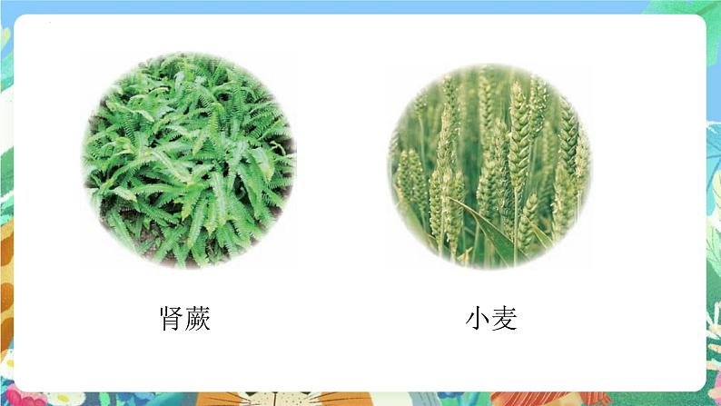 青岛版科学六年级下册2.6《给植物分类》课件+教案+练习（含答案）+素材07