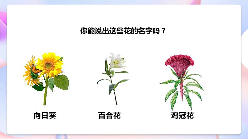 【核心素养】人教鄂教版科学一年级下册1.2《多彩的花》课件+教案+分层练习07