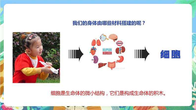 苏教版科学五年级下册1.1《搭建生命体的“积木”》2课时 课件+教案+素材04