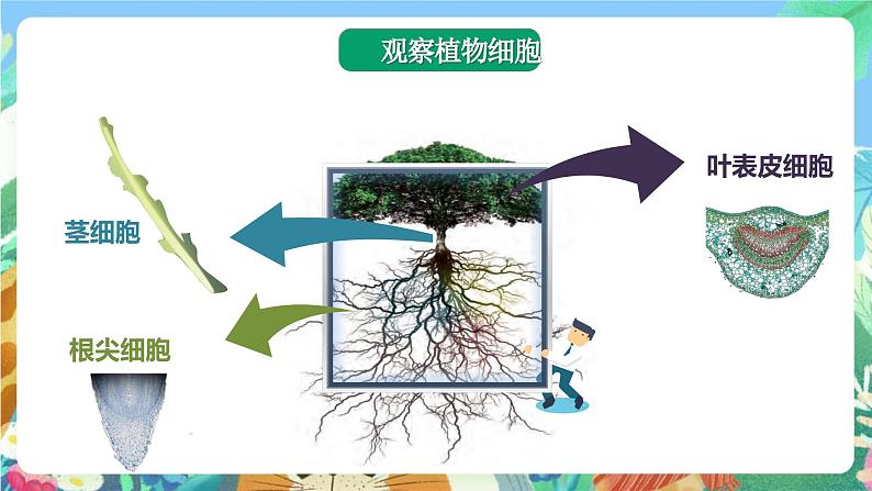 苏教版科学五年级下册1.1《搭建生命体的“积木”》2课时 课件+教案+素材07