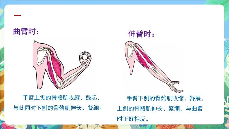 苏教版科学五年级下册 2.8《我们来仿生》课件第5页