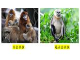 大象版（2017）科学六年级下册第一单元第二节《金丝猴的家》课件