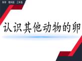 教科版科学三年级下册（2-2）认识其他动物的卵--课件PPT