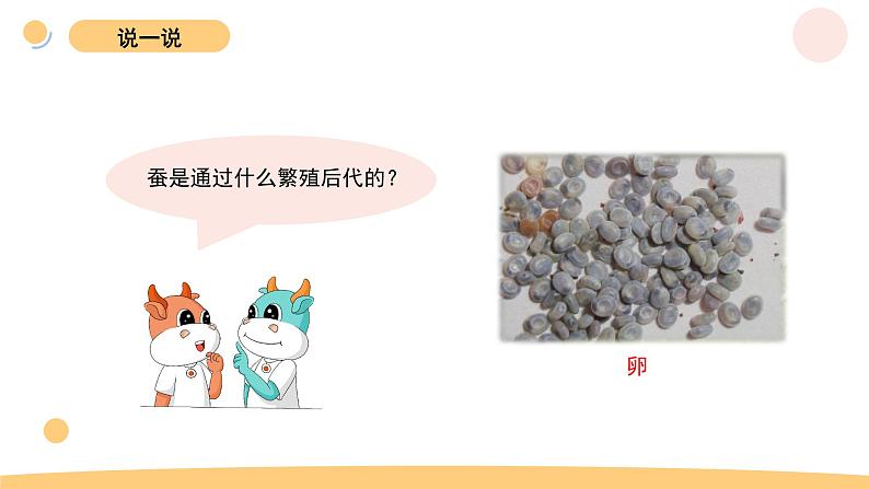 教科版科学三年级下册（2-2）认识其他动物的卵--课件PPT第2页