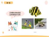教科版科学三年级下册（2-2）认识其他动物的卵--课件PPT