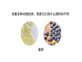 教科版科学三年级下册（2-2）认识其他动物的卵--课件PPT