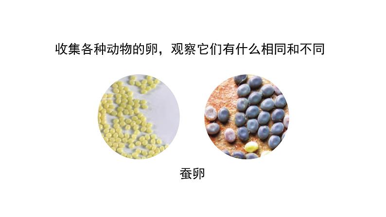 教科版科学三年级下册（2-2）认识其他动物的卵--课件PPT第4页