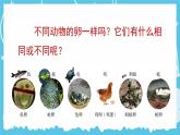 教科版科学三年级下册（2-2）认识其他动物的卵-PPT课件