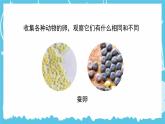 教科版科学三年级下册（2-2）认识其他动物的卵-PPT课件