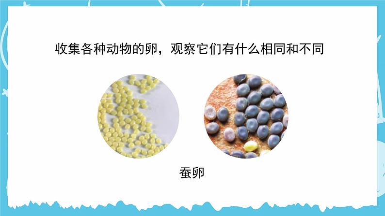 教科版科学三年级下册（2-2）认识其他动物的卵-PPT课件第3页