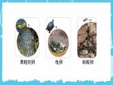 教科版科学三年级下册（2-2）认识其他动物的卵-PPT课件