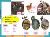 教科版科学三年级下册（2-2）认识其他动物的卵PPT课件