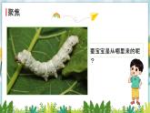 教科版科学三年级下册（2-2）认识其他动物的卵PPT教学课件