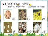 教科版科学三年级下册（2-2）认识其他动物的卵PPT教学课件