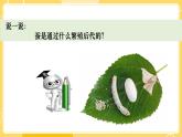 教科版科学三年级下册（2-2）认识其他动物的卵（课件ppt )