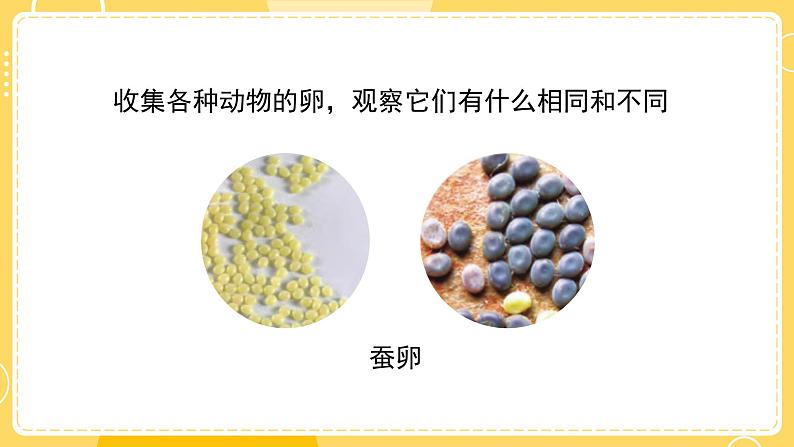 教科版科学三年级下册（2-2）认识其他动物的卵（课件ppt )第5页