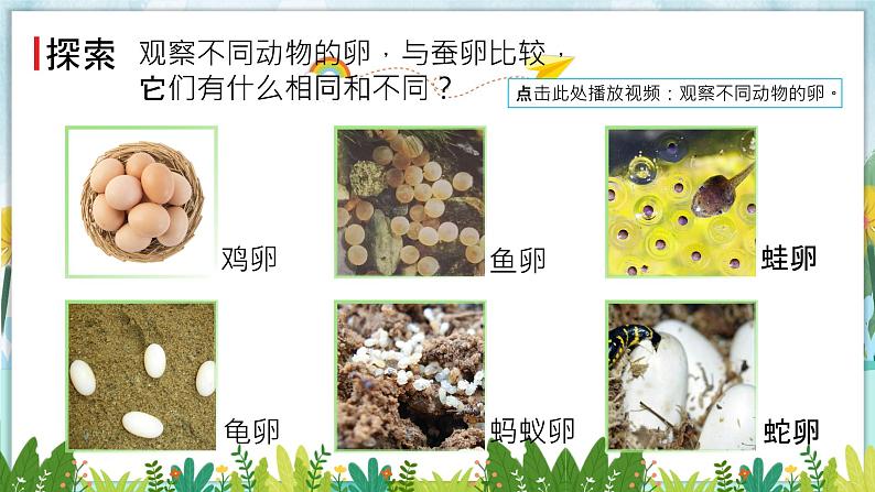 教科版科学三年级下册（2-2）认识其他动物的卵PPT教学课件第4页