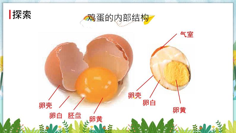 教科版科学三年级下册（2-2）认识其他动物的卵PPT教学课件第8页