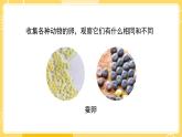 教科版科学三年级下册（2-2）认识其他动物的卵（课件ppt )