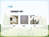 教科版科学三年级下册（2-2）认识其他动物的卵-教学PPT课件