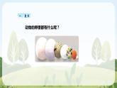 教科版科学三年级下册（2-2）认识其他动物的卵-教学PPT课件