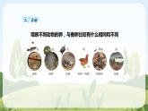 教科版科学三年级下册（2-2）认识其他动物的卵-教学PPT课件