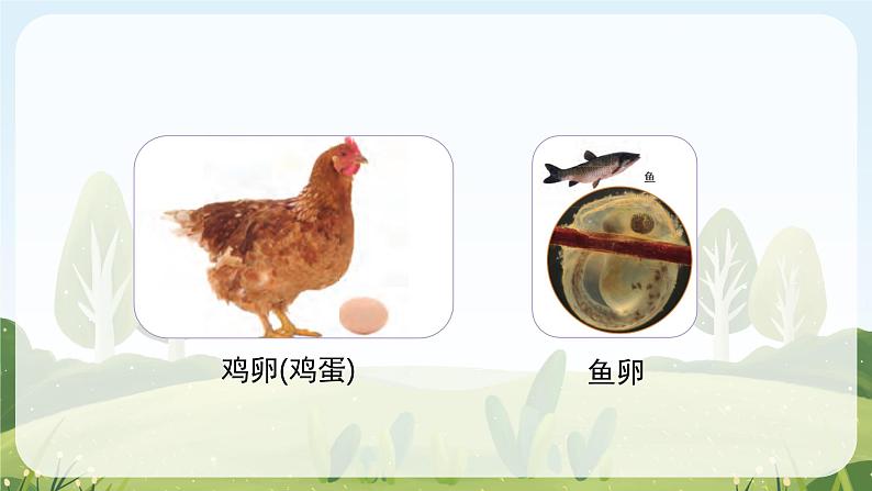 教科版科学三年级下册（2-2）认识其他动物的卵-教学PPT课件第6页