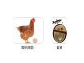 教科版科学三年级下册（2-2）认识其他动物的卵--课件PPT