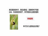 新教科版四年级下册科学1.7《种子的传播》课件（定稿）