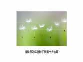 新教科版四年级下册科学1.7《种子的传播》课件（定稿）