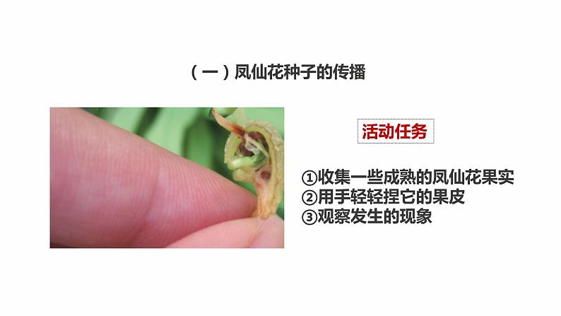 新教科版四年级下册科学1.7《种子的传播》课件（定稿）05