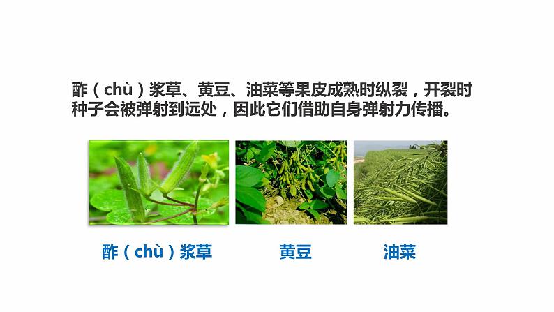 新教科版四年级下册科学1.7《种子的传播》课件（定稿）08