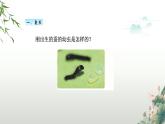教科版科学三年级下册（2-3）蚕长大了PPT教学课件