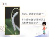 教科版科学三年级下册（2-3）蚕长大了ppt课件-