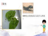 教科版科学三年级下册（2-3）蚕长大了ppt课件-