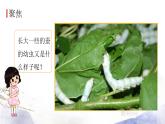 教科版科学三年级下册（2-3）蚕长大了ppt课件-