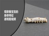 教科版科学三年级下册（2-3）蚕长大了教学PPT课件