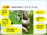教科版科学三年级下册（2-3）蚕长大了教学PPT课件