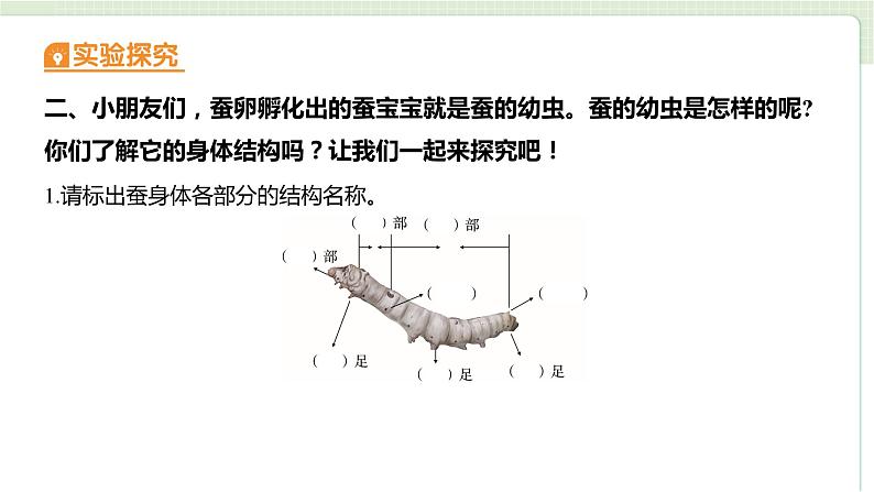 教科版科学三年级下册（2-3）蚕长大了习题1第4页