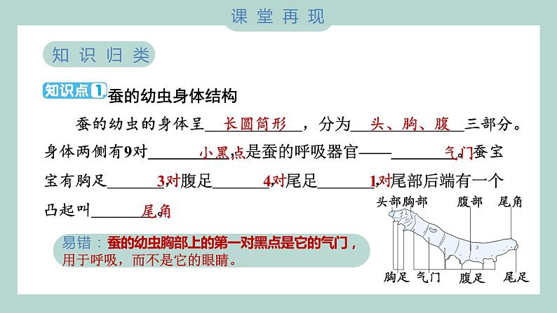 教科版科学三年级下册（2-3）蚕长大了习题6第3页