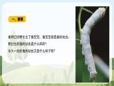 教科版科学三年级下册（2-3）蚕长大了教学PPT课件
