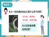 教科版科学三年级下册（2-3）蚕长大了课件PPT
