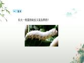 教科版科学三年级下册（2-3）蚕长大了-PPT教学课件