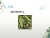 教科版科学三年级下册（2-3）蚕长大了-PPT教学课件