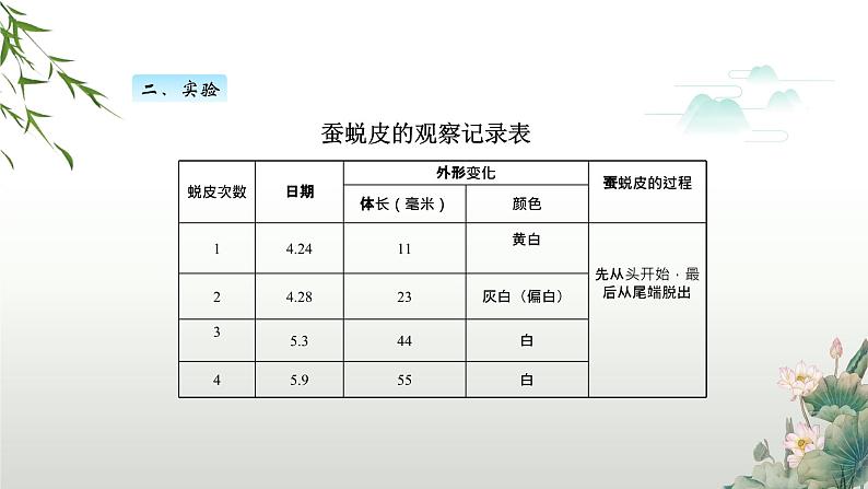 教科版科学三年级下册（2-3）蚕长大了PPT教学课件第8页