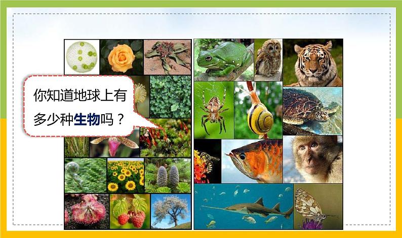 新教科版六年级下册科学2-1《校园生物大搜索》课件第2页