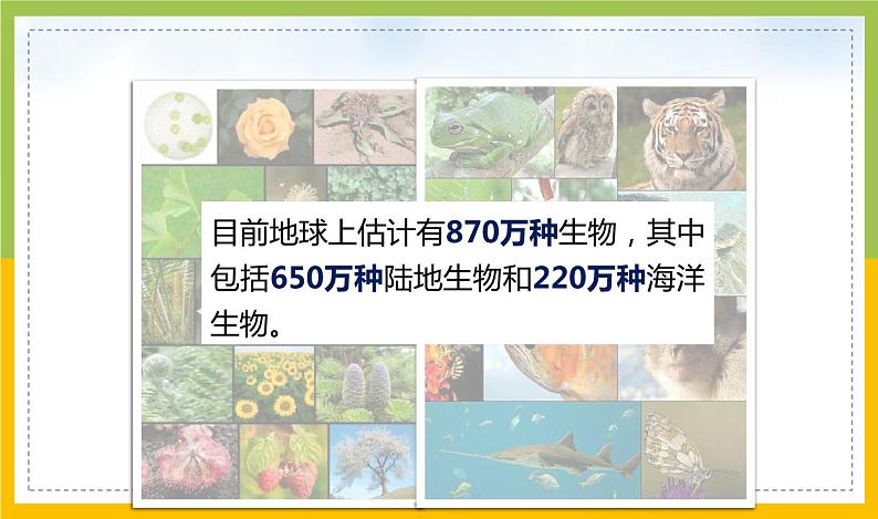 新教科版六年级下册科学2-1《校园生物大搜索》课件第3页