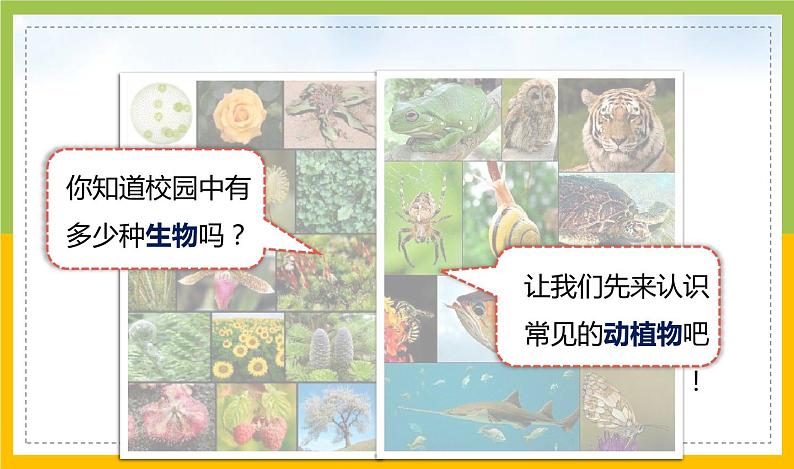 新教科版六年级下册科学2-1《校园生物大搜索》课件第4页