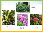 新教科版六年级下册科学2-3《形形色色的植物》课件